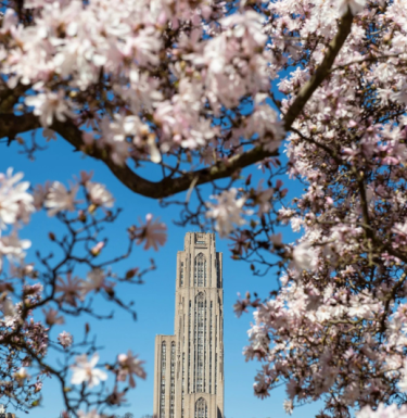 The Cathedral of Learning surrounded by pink cherry blossoms